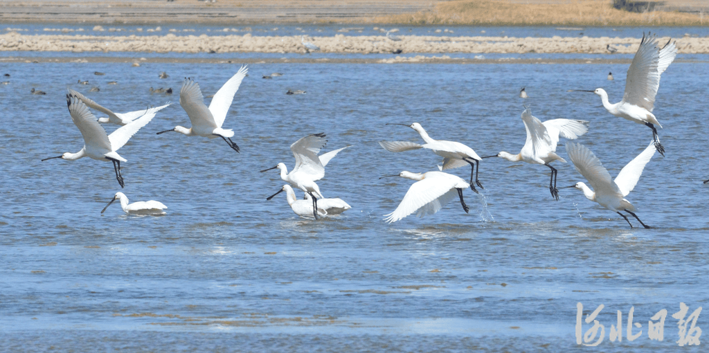 石家庄_评估结果_治理瓦力棋牌滹沱河的答案_